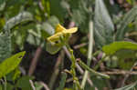 Hairy cowpea